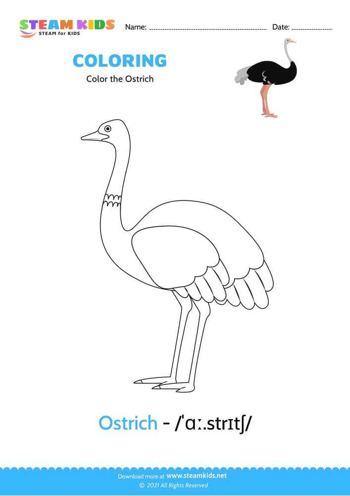 Free Coloring Worksheet - Color the Ostrich