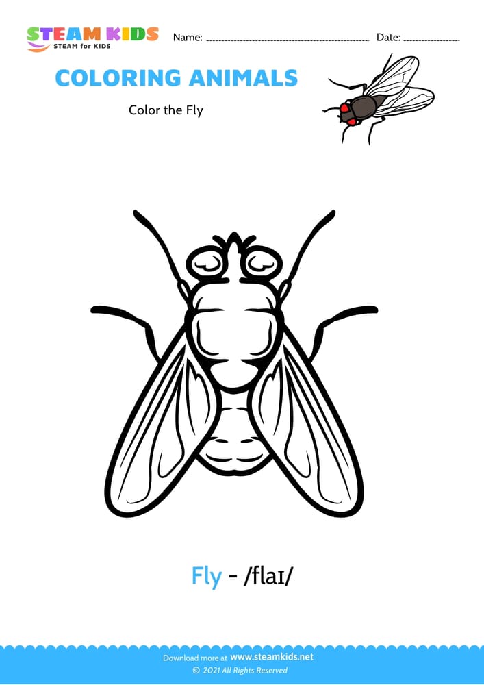 Free Coloring Worksheet - Color the Fly