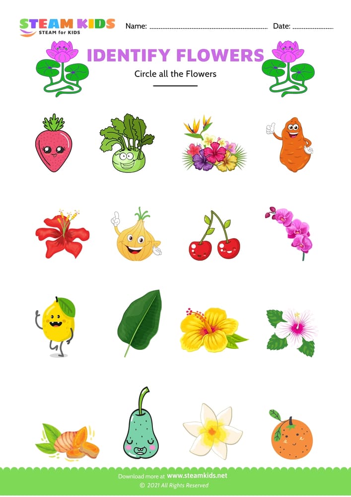 Free Science Worksheet - Identify flower - Worksheet 11