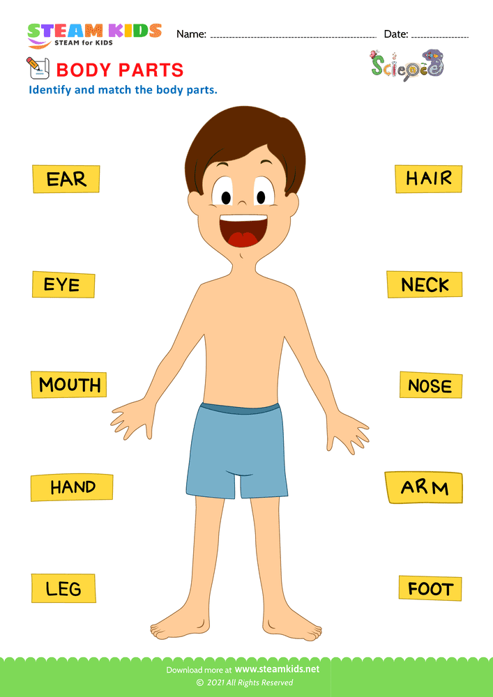 Free Science Worksheet - Body Parts - Worksheet 2