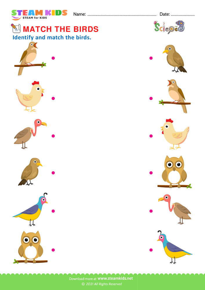 Free Science Worksheet - Match Birds