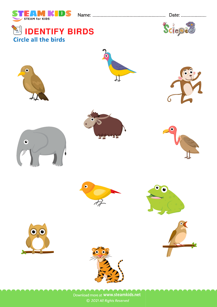 Free Science Worksheet - Identify Birds - Worksheet 1