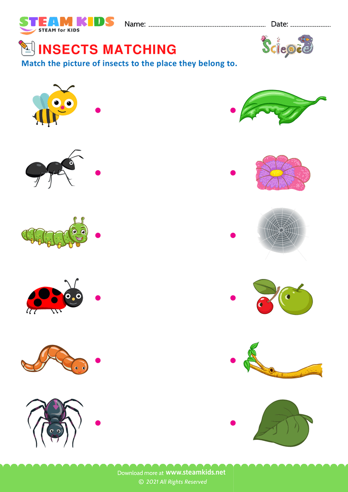 Free Science Worksheet - Match Insects