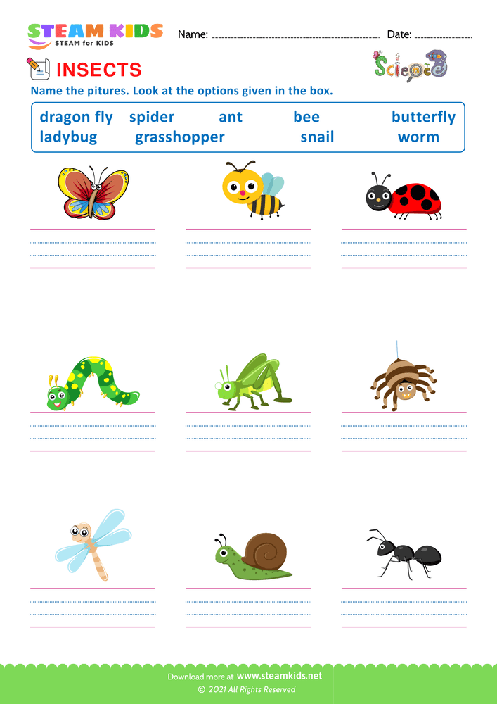 Free Science Worksheet - Iidentify Insects - Worksheet 2