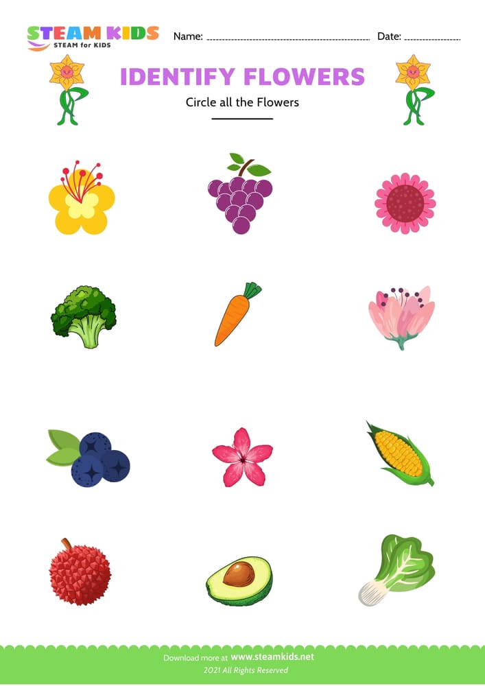 Free Science Worksheet - Identify flower - Worksheet 2