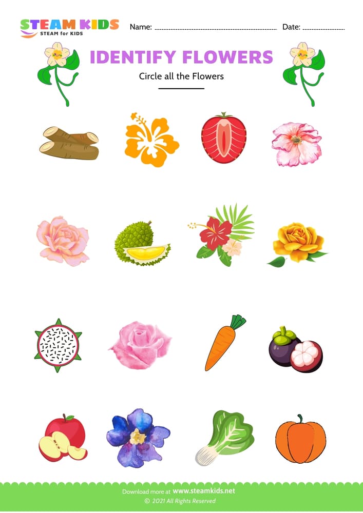 Free Science Worksheet - Identify flower - Worksheet 15