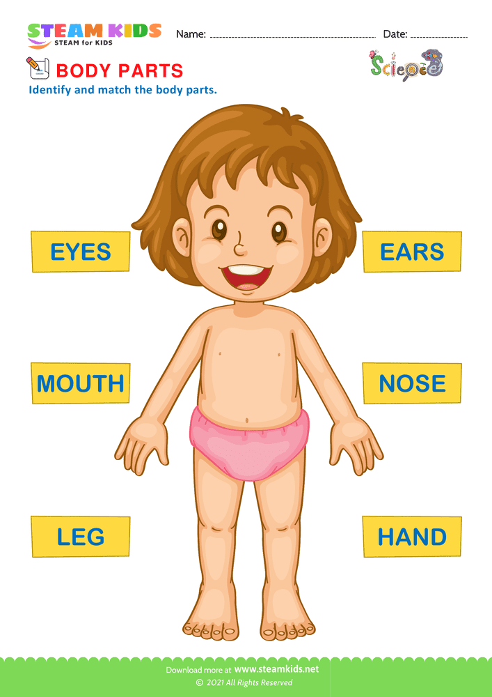 Free Science Worksheet - Body Parts - Worksheet 4