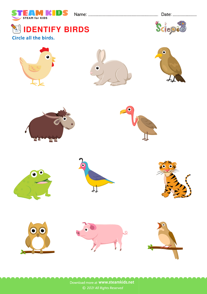Free Science Worksheet - Identify Birds